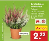 Zweifarbiges Heidekraut im Angebot bei Netto Marken-Discount in Hürth Zweifarbiges Heidekraut Angebote bei Netto Marken-Discount Hürth für 2,22 €