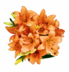 Lilien Strauß im Angebot bei Netto Marken-Discount in Kaufbeuren Lilien Strauß Angebote bei Netto Marken-Discount Kaufbeuren für 3,33 €