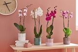 Phalaenopsis ECLOZ - ECLOZ - Jardiland Phalaenopsis ECLOZ - ECLOZ à 11,99 € dans le catalogue Jardiland