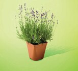 Lavande pot 17 cm dans le catalogue Netto