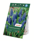 Blumenzwiebeln im Angebot bei toom Baumarkt in Witten Blumenzwiebeln Angebote bei toom Baumarkt Witten für 1,79 €