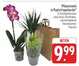 Pflanzenmix in Papiertragetasche bei E center im Mellrichstadt Prospekt für 9,99 €