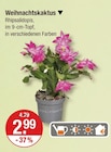 Weihnachtskaktus von  im aktuellen V-Markt Prospekt für 2,99 €