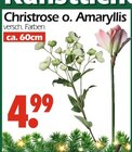 Christrose im Angebot bei Wreesmann in Buxtehude Christrose Angebote bei Wreesmann Buxtehude für 4,99 €