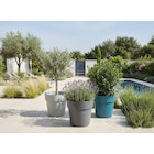 Pot Marbra à Carrefour dans Le Montat