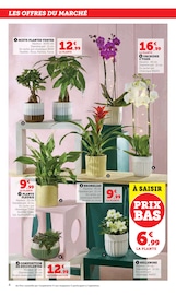 Orchidée Angebote im Prospekt "Super U" von Super U auf Seite 4