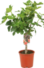 Feigenbaum als Halbstamm für 15,00 € bei Hornbach im Angebot Feigenbaum als Halbstamm im aktuellen Hornbach Prospekt