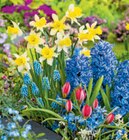 Zwiebelblumen im Angebot bei toom Baumarkt in Hemer Zwiebelblumen Angebote bei toom Baumarkt Hemer für 1,99 €