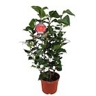 Camélia à 11,99 € dans le catalogue Carrefour