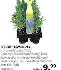 Aktuelles Duftlavendel Angebot bei Dehner Garten-Center in Köln ab 9,99 €