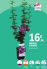 E.Leclerc Saint-André-et-Appelles - Promo Hibiscus Syriacus Promo Hibiscus Syriacus à 16,90 € dans le catalogue E.Leclerc à Saint-André-et-Appelles
