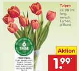 Tulpen Angebote bei Netto Marken-Discount Bad Oeynhausen für 1,99 €