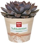 Tea Time oder Sukkulente im Angebot bei REWE in Kassel Tea Time oder Sukkulente Angebote von REWE Beste Wahl bei REWE Kassel für 3,33 €