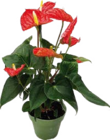 Flamingoblume (Anthurium Royal) Angebote bei Globus-Baumarkt Trier für 9,99 €