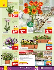 Aktueller Netto Marken-Discount Prospekt mit Blumen, "Aktuelle Angebote", Seite 6