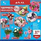 ALDI SÜD Eisingen - Blumen zum Muttertag Angebot im Prospekt Blumen zum Muttertag bei ALDI SÜD im Eisingen Prospekt für 3,99 €