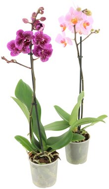 Orchidee im aktuellen REWE Prospekt für €4.99