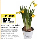 Aktuelles Narzisse "Tête à Tête" (Narcissus Cyclamineus) Angebot bei OBI in Dresden ab 1,39 €