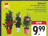 E center Lauf (Pegnitz) Prospekt mit  im Angebot für 9,99 €