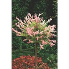 Saule crevette - Carrefour à Versailles Saule crevette en promo chez Carrefour Versailles à 14,99 €