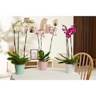 Orchidée Phalaenopsis - Carrefour Market à Boulogne-Billancourt Orchidée Phalaenopsis en promo chez Carrefour Market Boulogne-Billancourt à 9,99 €
