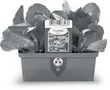 Kopfsalat im Angebot bei Netto Marken-Discount in Bremerhaven Kopfsalat Angebote bei Netto Marken-Discount Bremerhaven für 1,99 €