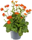 Staude »Bauerngarten« Angebote bei REWE Kiel für 2,99 €