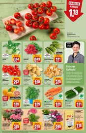 Ähnliche Tomatenpflanze Angebote im Prospekt "Dein Markt" von REWE in Herne Ähnliche Angebote wie Tomatenpflanze im Prospekt "Dein Markt" auf Seite 7 von REWE in Herne