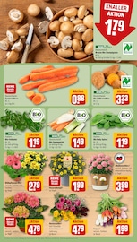 Blumen im REWE Prospekt in Weinheim Aktueller REWE Prospekt mit Blumen, "Dein Markt", Seite 7