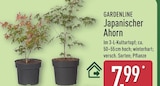 Japanischer Ahorn von Gardenline im aktuellen ALDI Nord Prospekt