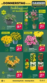 Stauden im Netto mit dem Scottie Prospekt in Elmshorn Aktueller Netto mit dem Scottie Prospekt mit Stauden, "Günstig. Besser. Für Dich.", Seite 34