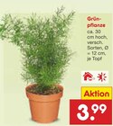 Aktuelles Grünpflanze Angebot bei Netto Marken-Discount in Paderborn ab 3,99 €