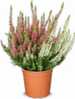 Zweifarbige Besenheide Angebote bei Netto Marken-Discount Neustadt für 2,49 €