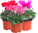 MINI CYCLAMEN - SANS MARQUE en promo chez Auchan Hypermarché MINI CYCLAMEN - SANS MARQUE dans le catalogue Auchan Hypermarché