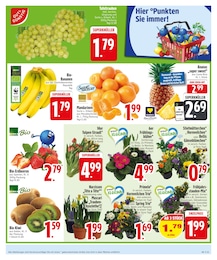 Pflanzen Angebot im aktuellen EDEKA Prospekt auf Seite 5