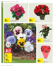 Offre Anthurium dans le catalogue Carrefour du moment à la page 70