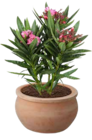 Oleander Busch (Nerium Oleander) im OBI Prospekt Oleander Busch (Nerium Oleander) von im aktuellen OBI Prospekt fĂŒr 24,99 âŹ