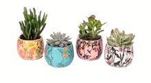 Monoprix Mulhouse - Succulente Promo Succulente dans le catalogue Monoprix Beauty Week à Mulhouse