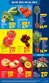 Ähnliche Kakteen Angebote im Prospekt "LIDL LOHNT SICH" von Lidl in Leverkusen Ähnliche Angebote wie Kakteen im Prospekt "LIDL LOHNT SICH" auf Seite 5 von Lidl in Leverkusen