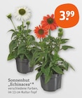 Sonnenhut 'Echinacea' Angebote bei tegut Augsburg für 3,99 €
