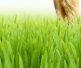 1888 Copenhagen Gold bei Getränke A-Z im Prospekt "" für 35,99 €