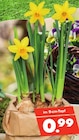 Narzisse bei Herbrügger im Unna Prospekt für 0,99 €