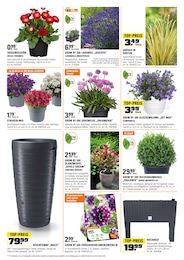 Lavendel Angebot im aktuellen OBI Prospekt auf Seite 2