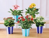 Plante Fleurie - Super U à Colmar Plante Fleurie en promo chez Super U Colmar à 4,99 €