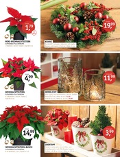 Aktueller ROSENGUT Langerwisch Prospekt mit Kerzen, "WINTERBLÜHER!", Seite 5