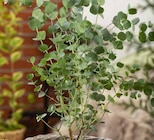 Eucalyptus Angebote bei Garten-Center Nordharz GmbH & Co. KG Kassel für 13,99 €