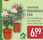 Orientalisch Lilie von Gardenline für 6,99 € bei ALDI Nord im Angebot Orientalisch Lilie von Gardenline im aktuellen ALDI Nord Prospekt
