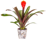 Bromelie im Potcover im Kaufland Prospekt Bromelie im Potcover von  im aktuellen Kaufland Prospekt fĂŒr 7,99 âŹ