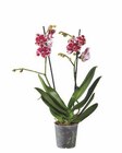 Aktuelle Orchidee Angebote bei Lidl in Bremen Aktuelles Schmetterlingsorchidee Angebot bei Lidl in Bremen ab 7,99 €