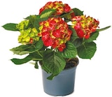 Aktuelle Hortensie Angebote bei Netto mit dem Scottie in Cottbus Aktuelles Garten-Hortensie Angebot bei Netto mit dem Scottie in Cottbus ab 7,49 €
